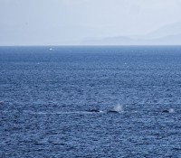 Buckelwale, kurz vor der Einfahrt nach Ketchikan