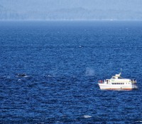 Buckelwale, kurz vor der Einfahrt nach Ketchikan