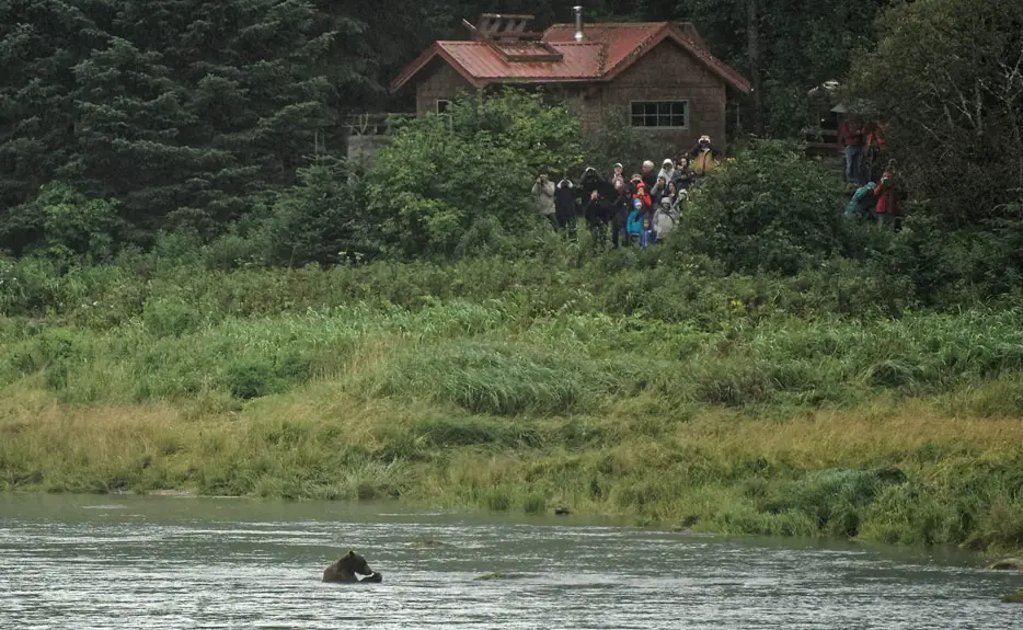 Bärenbeobachtung am Chilkoot River, Haines - nicht ganz unproblematisch ...
