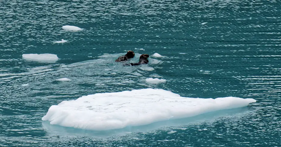 Seeotter in der Glacier Bay