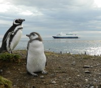 Schwesterschiff Stella Australis vor Magdallena Island (Bild: Australis Cruises)