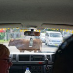 Kühe auf der Hauptstraße