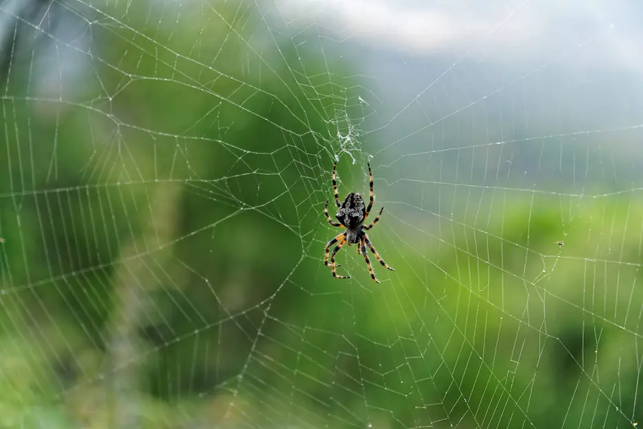 schaurig-schön: Spinnweben und Spinnen am Wanderweg