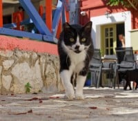 Katze in Fiscarda