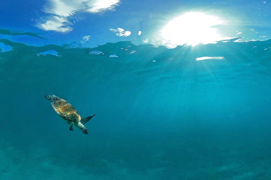 Schildkröte vor Water Island, St. Thomas, Karibik