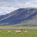 isländische Schafe