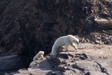 Eisbären in Spitzbergen