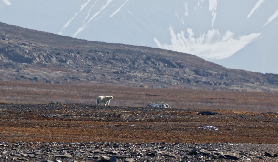 Eisbärenbeobachtung in Spitzbergen aus sicherer Distanz vom Schiff aus