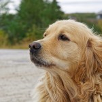 Labrador-Hund in Makkovik