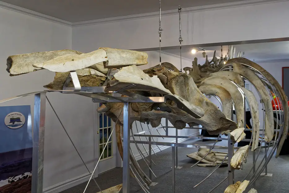 Skelett eines Grönlandwals im Museum