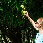 Mangobäume mit reifen Mangos direkt am Wegrand