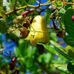 Cashew-Frucht und -nuss