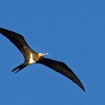 Fregattvögel kreisen über der Aranui 5