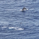 Delfine vor Rangiroa