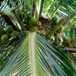 Kokos-Palme