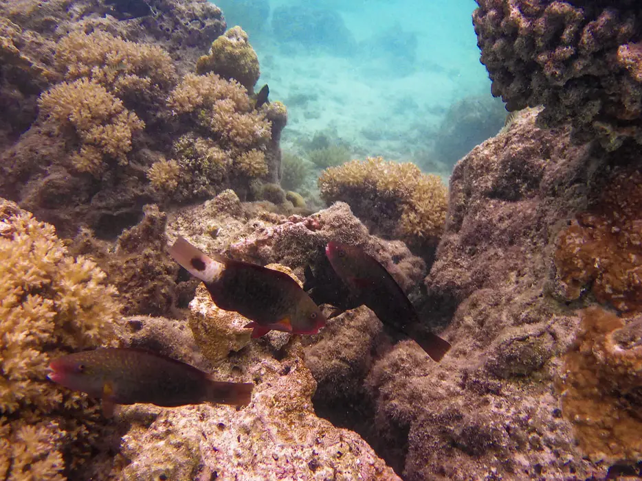 Schnorcheln im Rangiroa-Atoll
