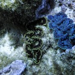 Schnorcheln in der Lagune von Bora Bora