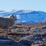 Schaf in Igaliku, Grönland