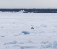 Eisbär auf dem See-Eis