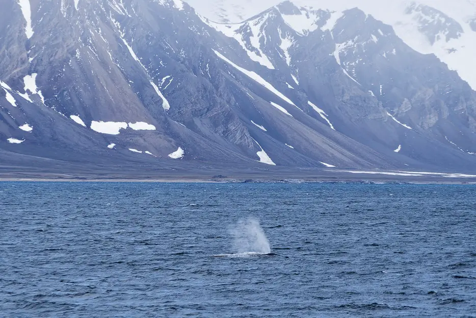 Baulwale kreuzen den Kurs der Sea Spirits