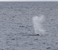 Baulwale kreuzen den Kurs der Sea Spirit
