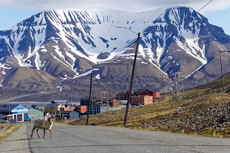 Svalbard-Rentier