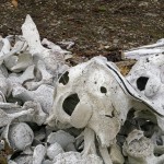 Beluga-Knochen am Strand von Bamsebu