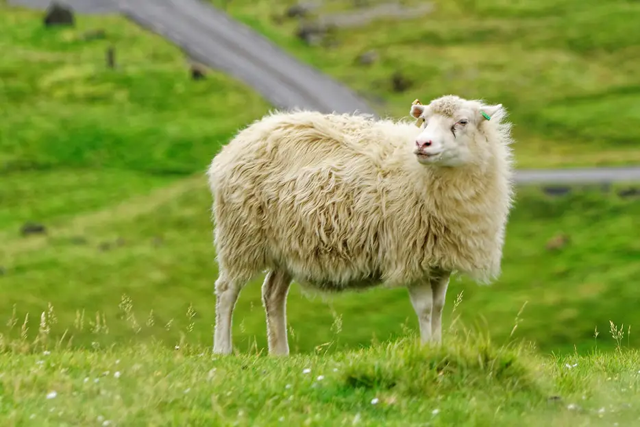 Färöer-Schaf