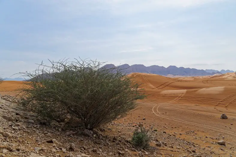 Sandwüste zwischen Khor Fakkan und Dubai