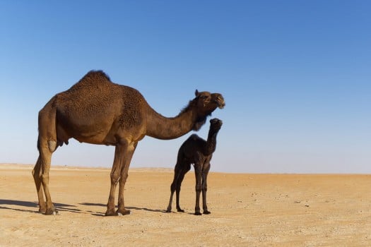 Kamele am Straßenrand