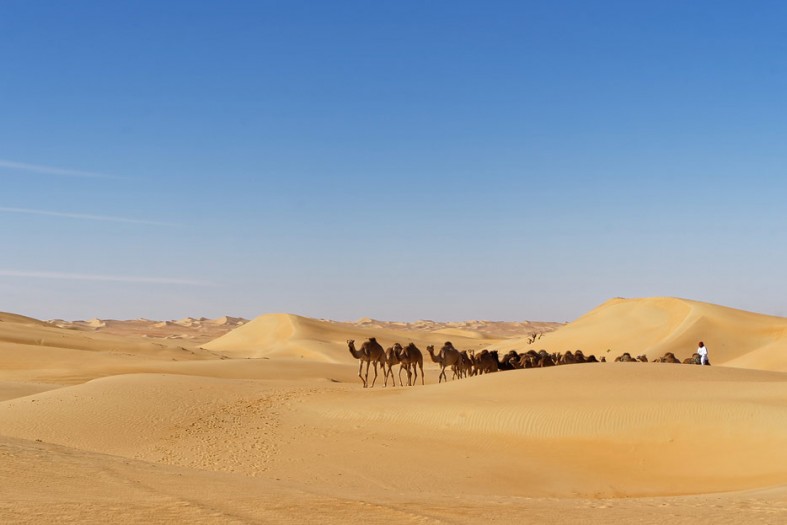 Kamele der benachbarten Kamel-Farm