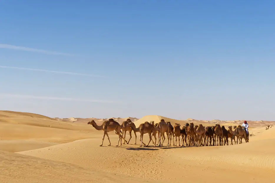 Kamele der benachbarten Kamel-Farm