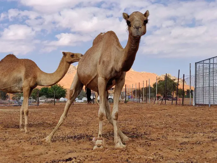 Kurz-Stopp an einer Kamel-Farm