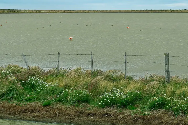 Flamingos auf dem Weg von Punta Arenas nach Puerto Natales