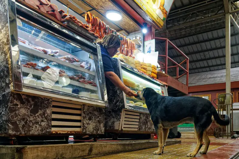 streunende Hunde am Fischmarkt