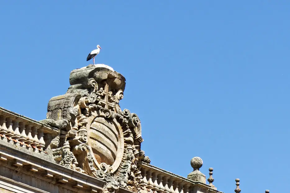 Storch in Salamanca
