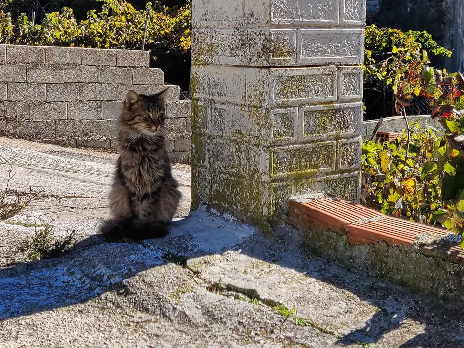 Katze, Korfu