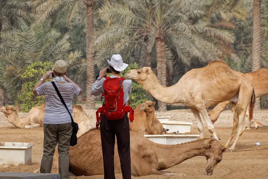 Kamele in Bahrain