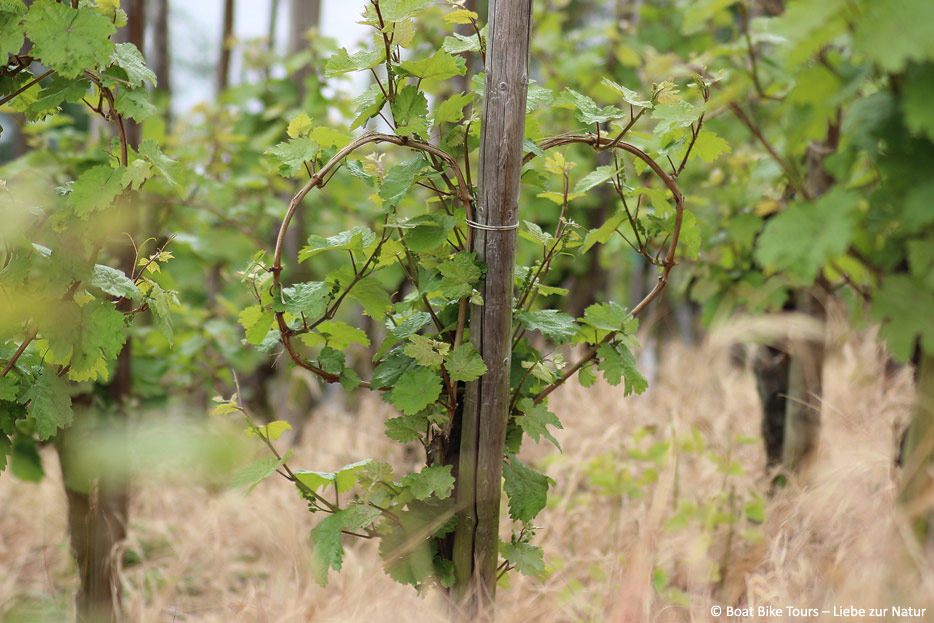 © Boat Bike Tours – Liebe zur Natur