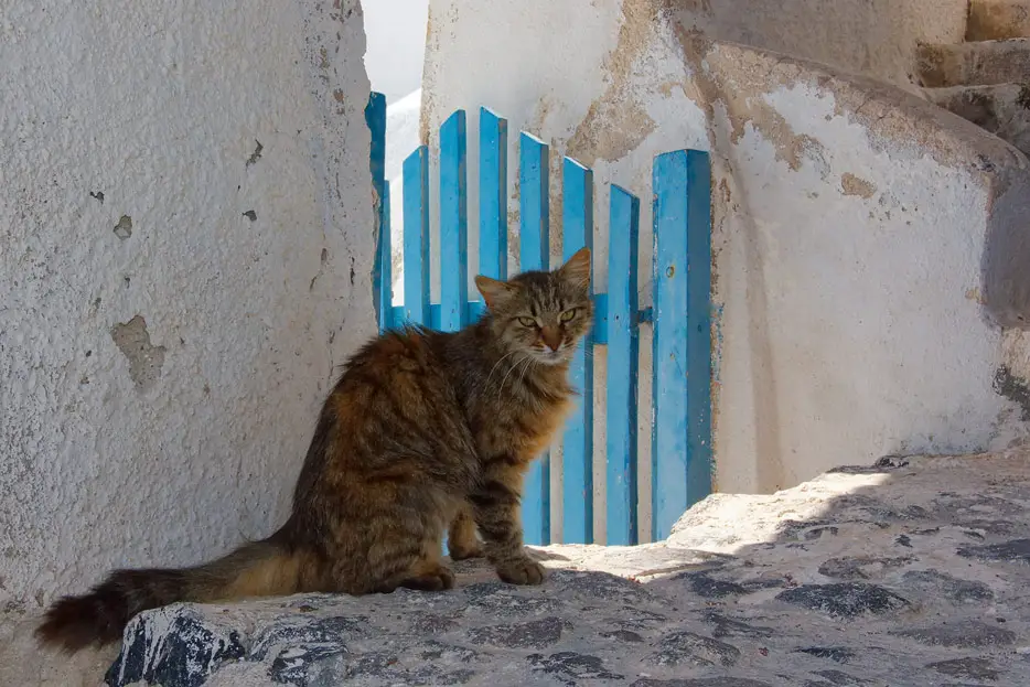 Katze in Santorini
