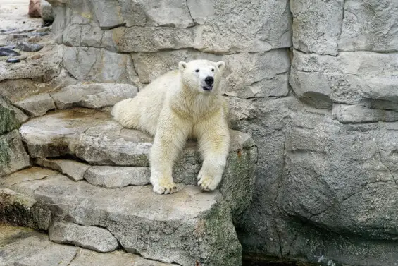 Eisbär im Zoo am Meer