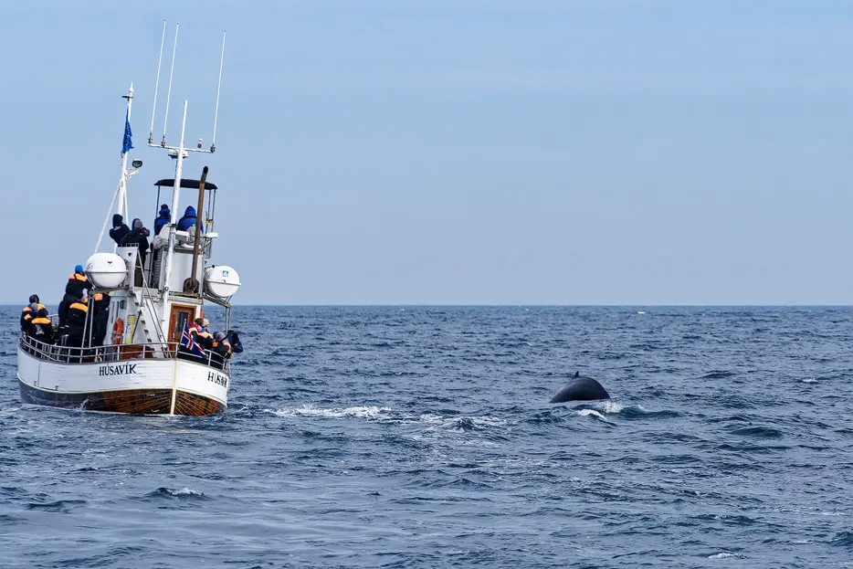 Whale Waching - Husavik, Island
