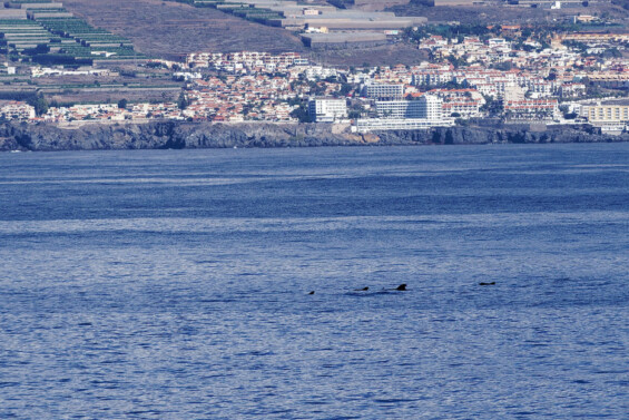 Walsichtung vor Teneriffa