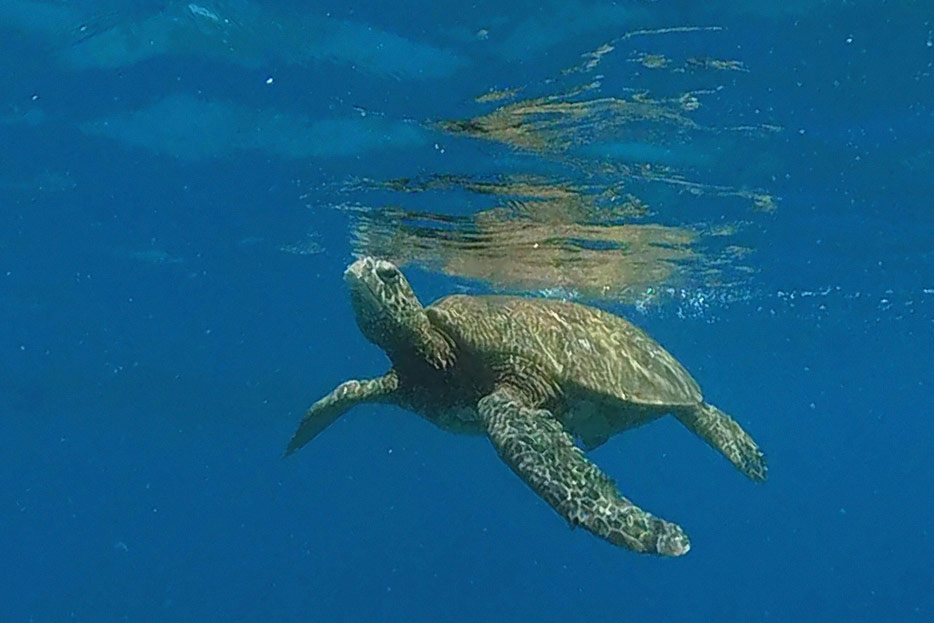 Meeresschildkröte vor Maui