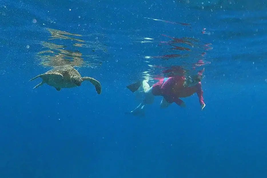 Meeresschildkröte vor Maui
