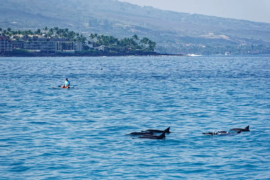 Delfine im der Bucht von Kona