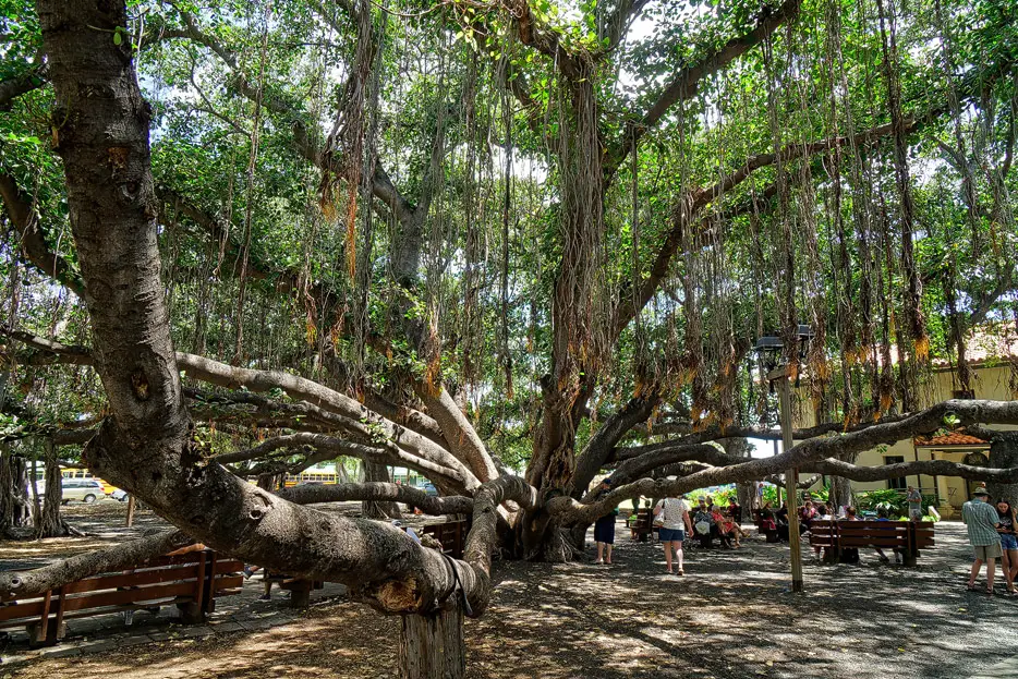 weltweit zweitgrößter Banyan-Baum in Lahaina, Maui, geplanzt 1973