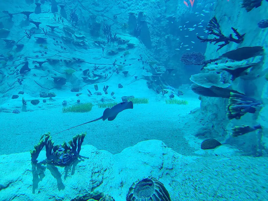 Aquarium im Cruise-Terminal
