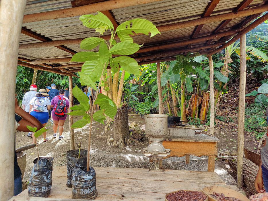Kakao-Pflanzen nach drei und sechs Wochen