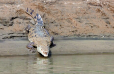 Blick in den Rachen eines Krokodils in Costa Ricas Nationalpark Palo Verde